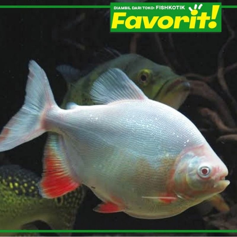 Red Pacu Albino Ikan Hias Predator Hiasan Aquarium Tanaman Aquascape