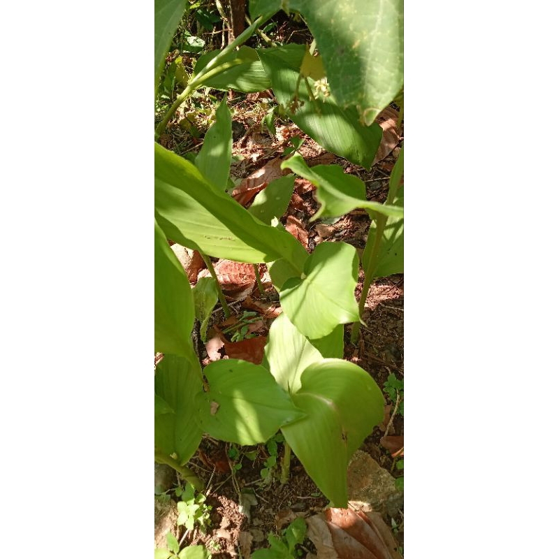 

viral!! daun kunyit segar 1kg