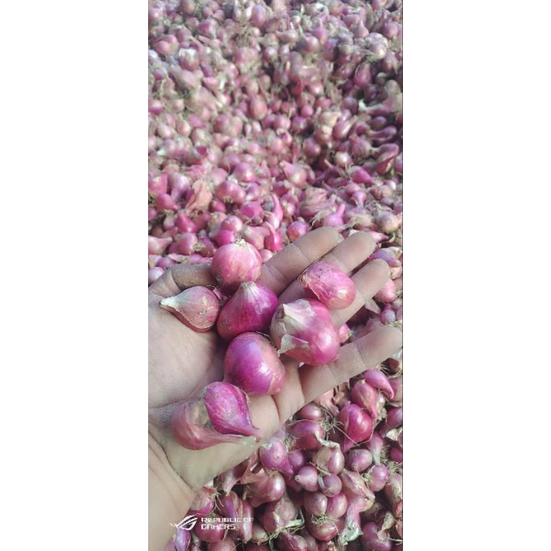 

BAWANG MERAH LOKAL 1KG SEGAR