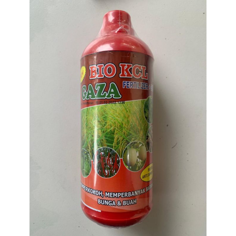 PUPUK BOOSTER PELEBAT BUAH CABAI PUPUK KCL CAIR + SILIKA MEMAKSIMALKAN BUAH CABAI