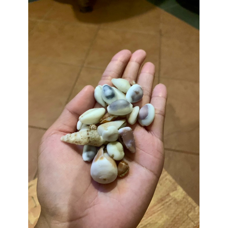 

Mix kerang