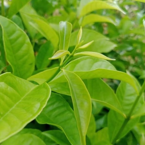 

daun salam segar 250 gram