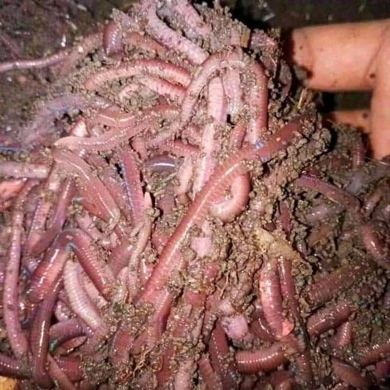 Cacing Tanah 250Gr Untuk Pakan Ikan dan Ternak