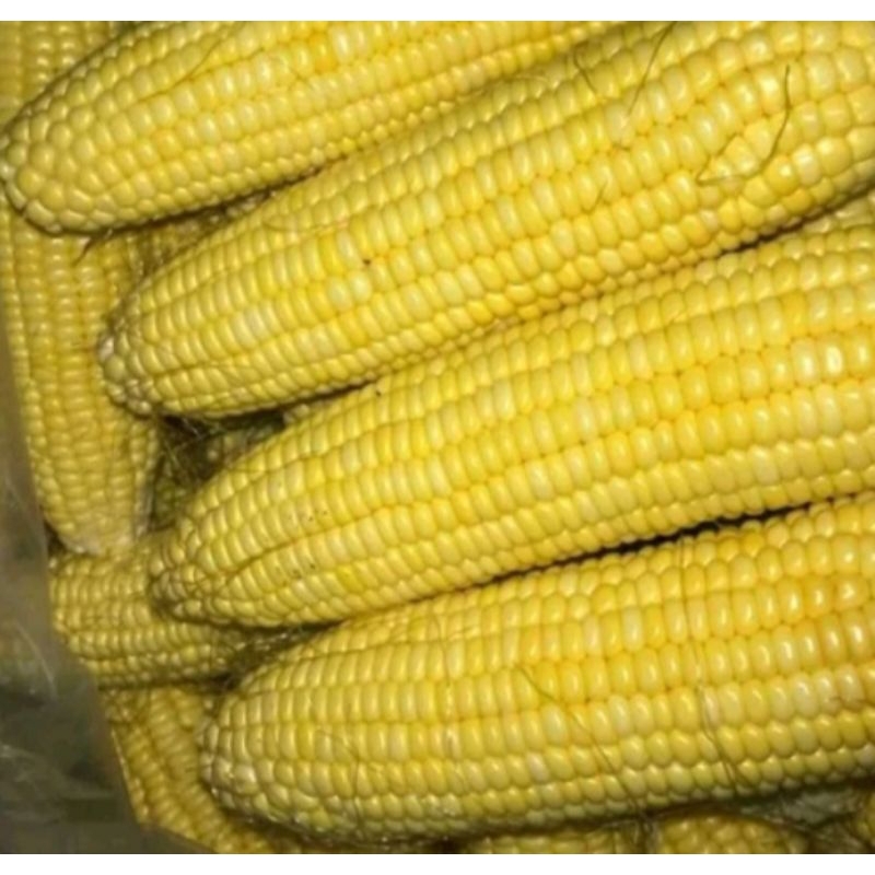 

jagung manis