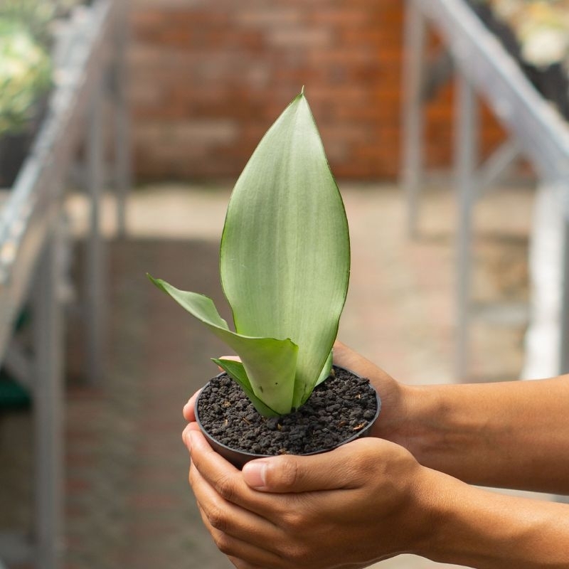SANSEVIERIA MOONSHINE ( POT 10 CM )