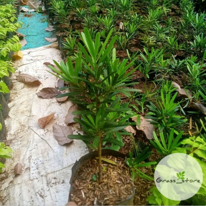 Promo tanaman lohansung taiwan | bahan bonsai lohansung taiwan | tanaman bonsai lohansung taiwan