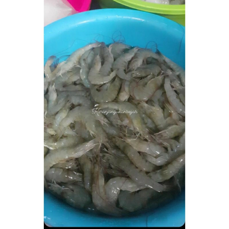 

Udang vaname segar harian berkualitas perkg size 80 (bukan frozen) free dibersihkan