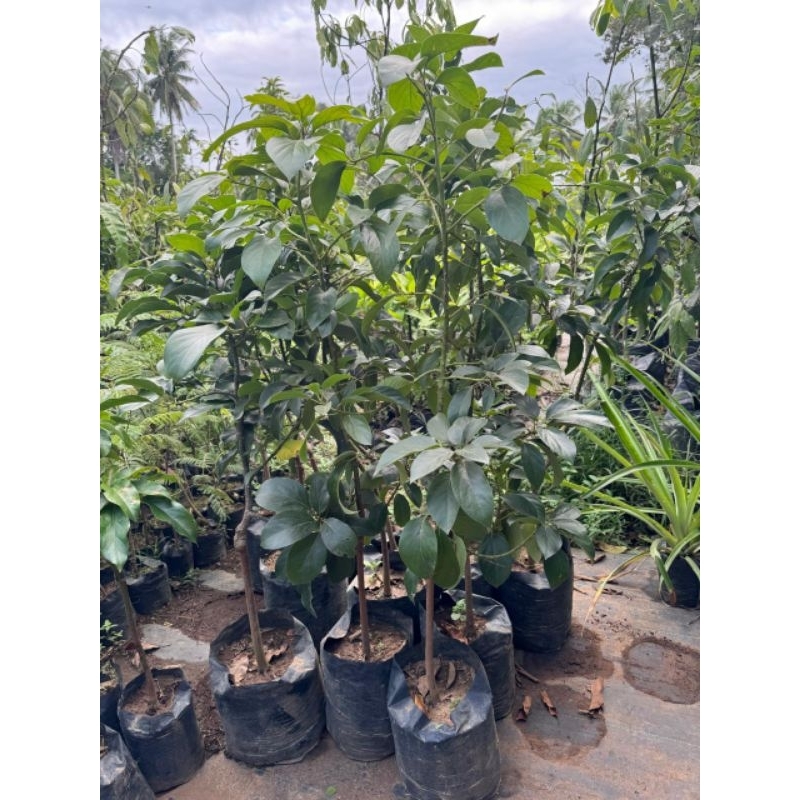 BIBIT ALPUKAT MIKI 1 METER