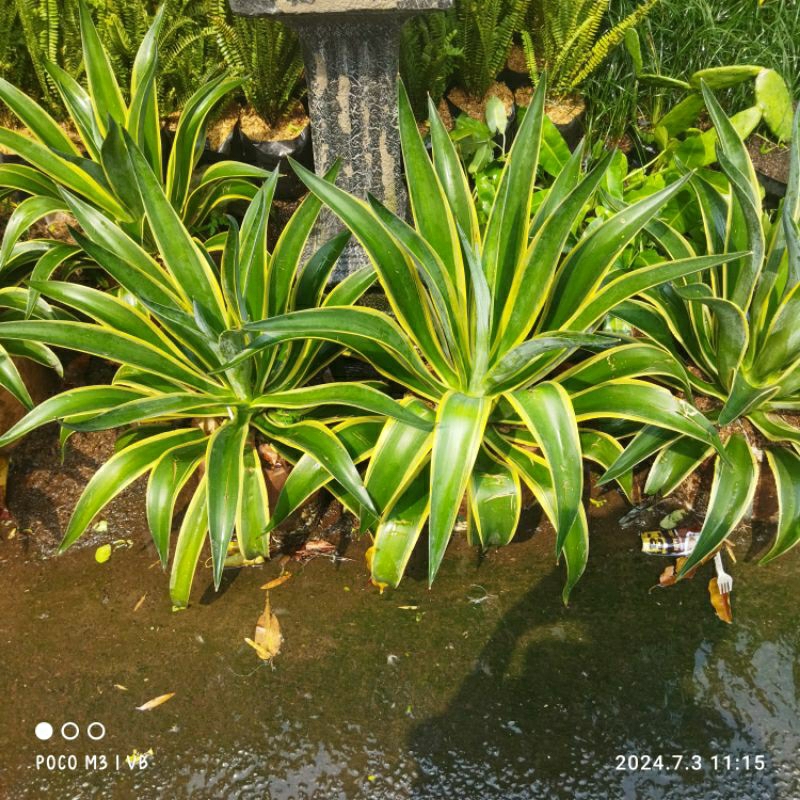 Tanaman hias agave king