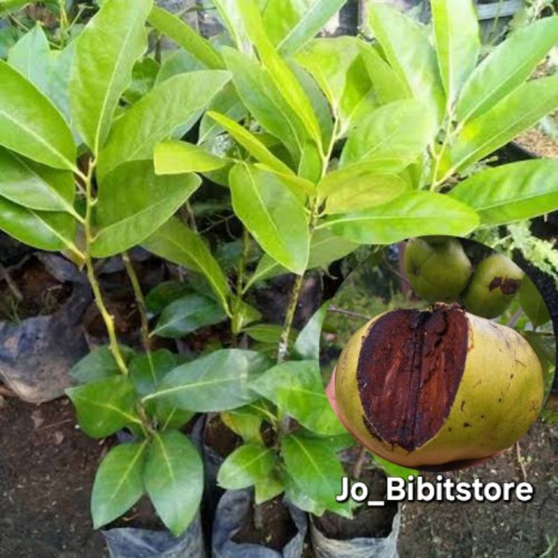 Bibit Buah Black Sapote Jumbo Cepat Berbuah | Terlaris Bibit Black Sapote Nonbiji