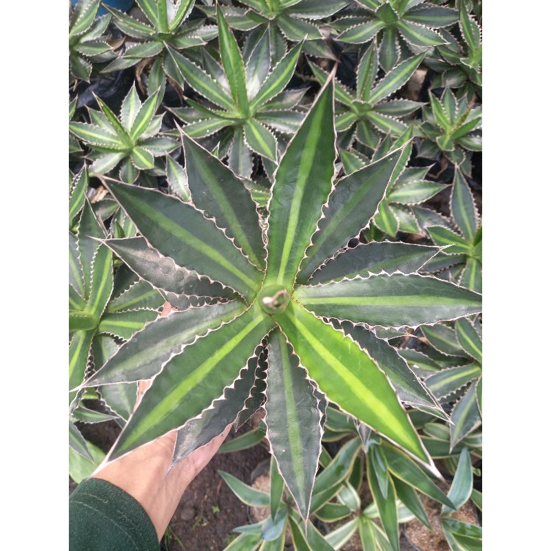 Tanaman Hias Agave Jenis Univittata Splendida / Hijau corak garis
