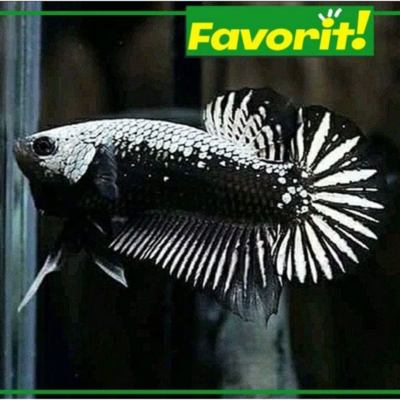 Ikan Hias Cupang Black Samurai Hiasan Aquarium Tanaman Aquascape