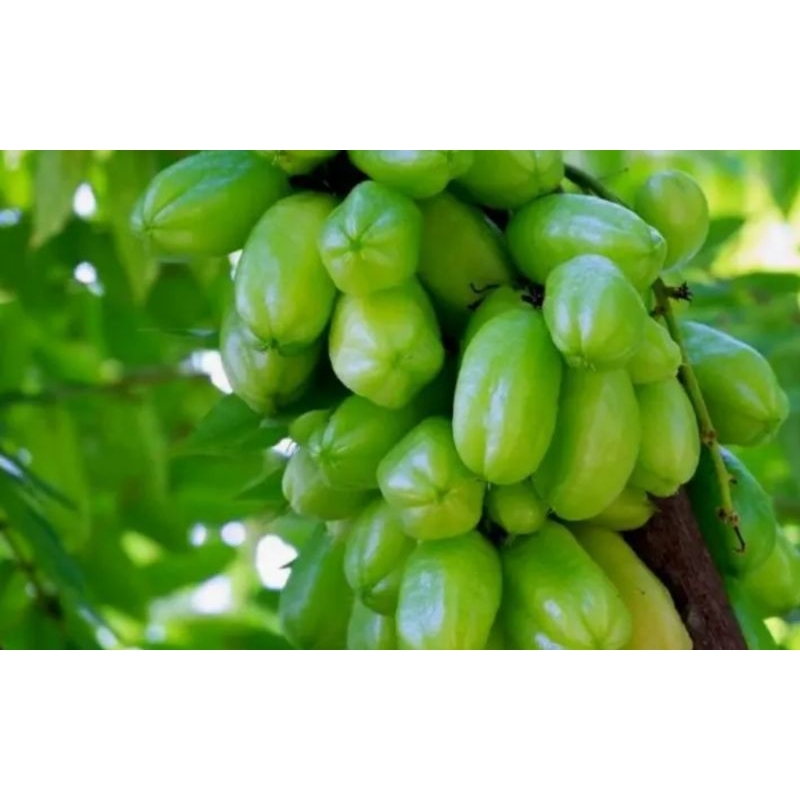 

Belimbing wuluh segar fresh 250g