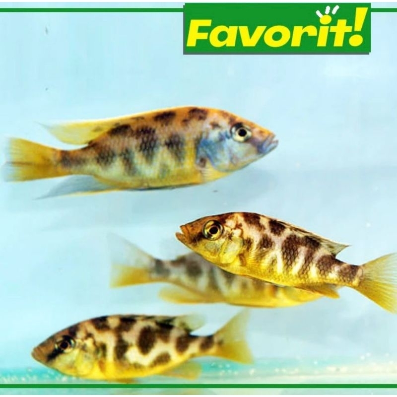 Ikan Hias Cichlid Venustus Hiasan Aquarium Aquascape