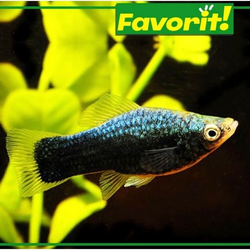 Ikan Hias Ikan Hias Platy Hamburg Hiasan Aquarium Aquascape Biru Kuning Hitam
