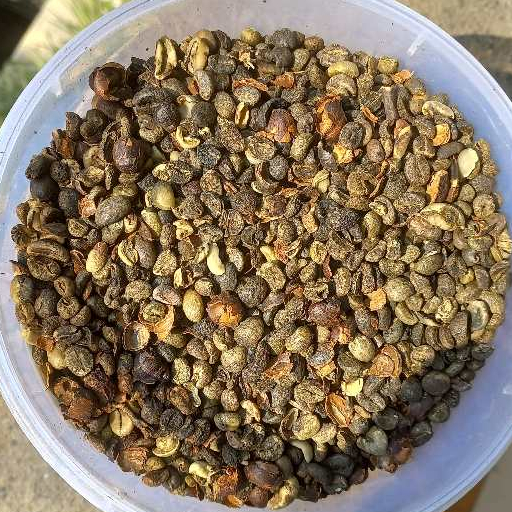 Biji Kopi Mentah Pixel Menir Robusta Asalan Cabutan Greenbean Reject Defect 1kg 1 kg