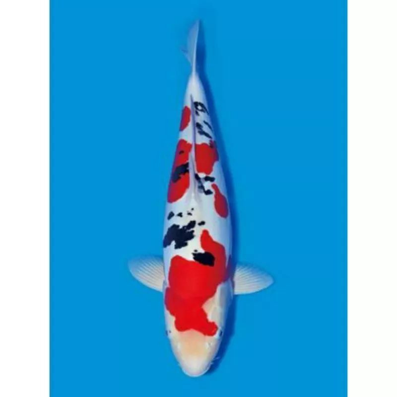 

Koi sanke 3 Warna sz 20Cm Cerah