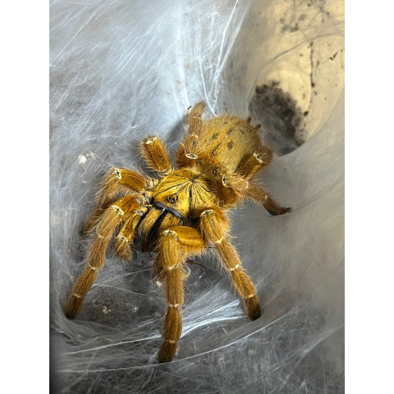 mainan tarantula pterinochilus murinus OBT sling