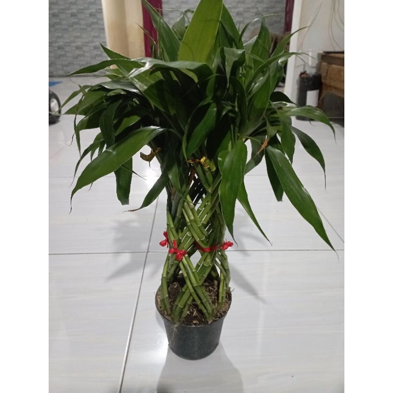 Bambu Hoki Anyaman+Pot