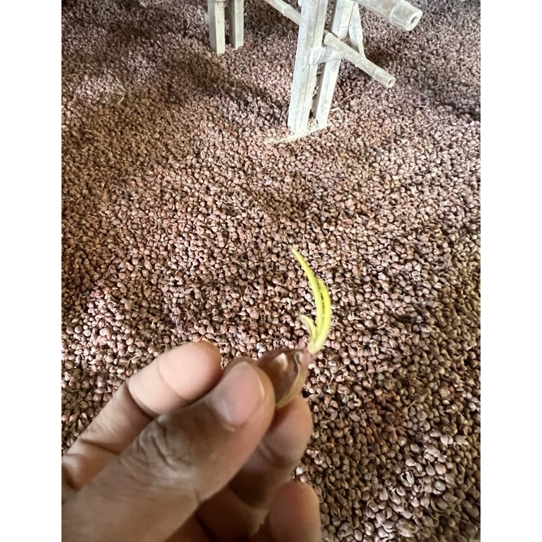 KODE G26D SIAP TANAM BIBIT BAWANG MERAH TAJUK NGANJUK 5 BULAN  ECER  GROSIR  DIKIRIM LANGSUNG DARI N