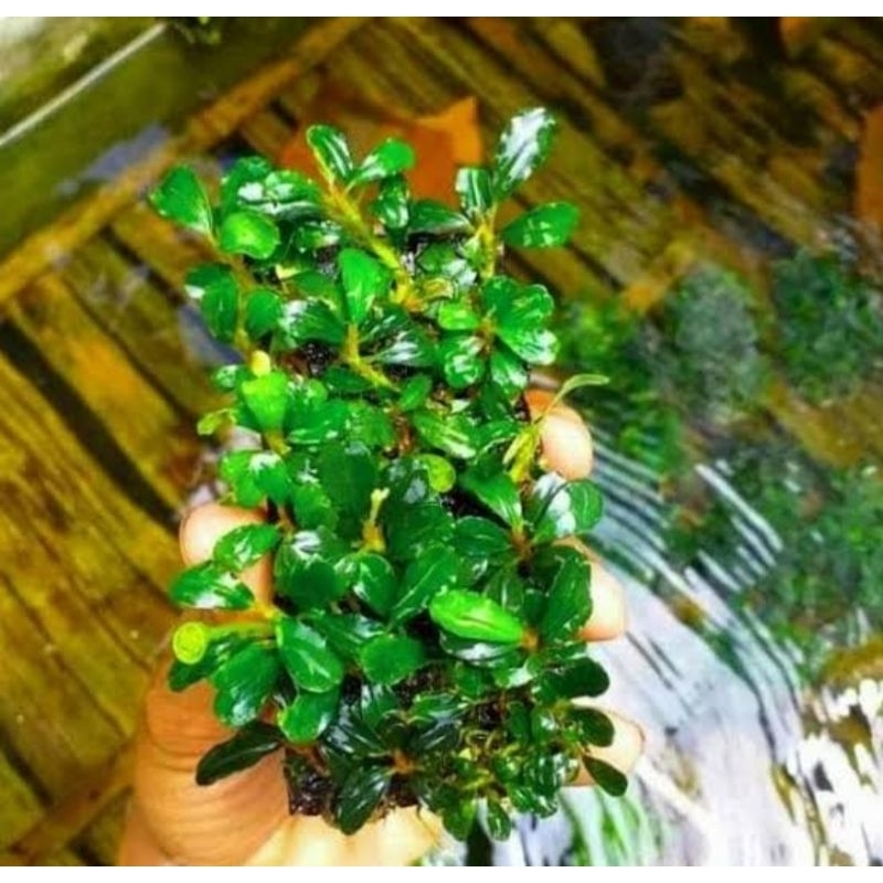 buce mini media pakis lempeng aquascape