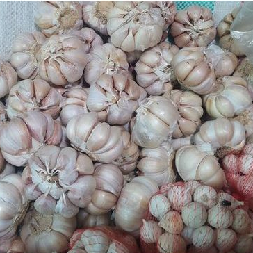 

Bawang Putih Kating Premium 500gr