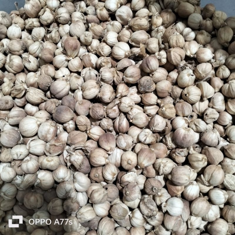 

kapulaga kemasan 100gram