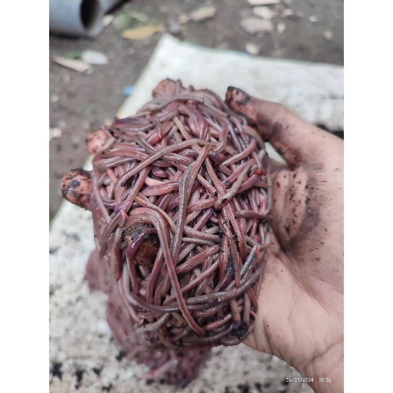 CACING TANAH MERAH/ CACING ANC HIDUP /CACING MERAH PAKAN UMPAN PAKAN IKAN PREDATOR CACING PAKAN BURU