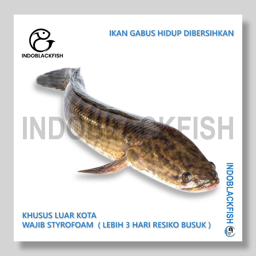 Ikan Gabus Kutuk Haruan Hidup | Fillete | Steak | Frozen Khusus Luar Kota