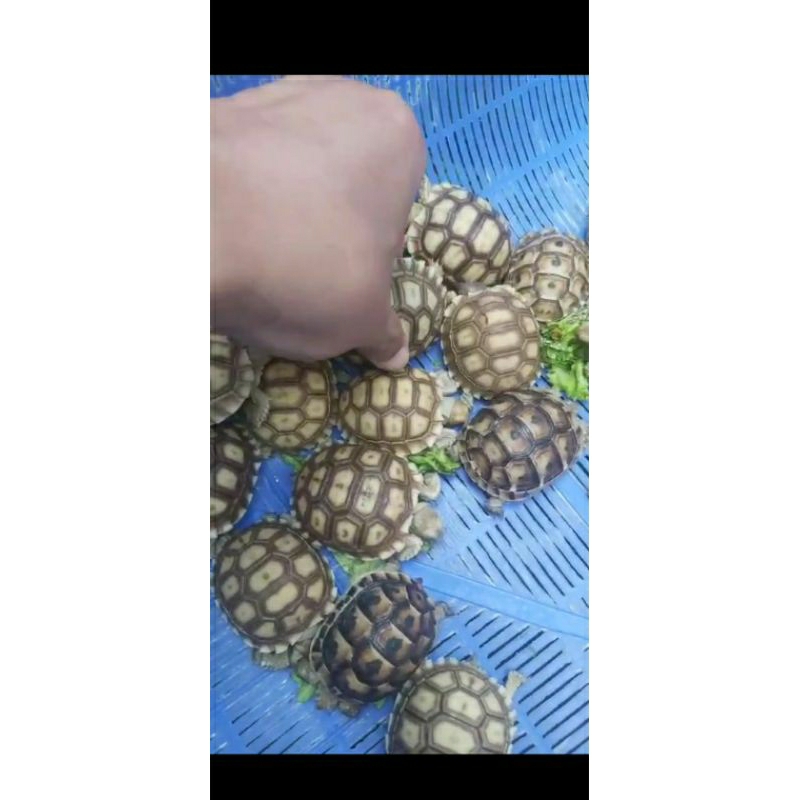 anak / anakan kura2 sulcata ukuran 4-6cm baby sulcata