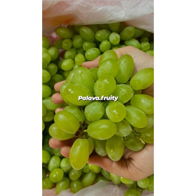 

ANGGUR HIJAU THOMPSON 1KG