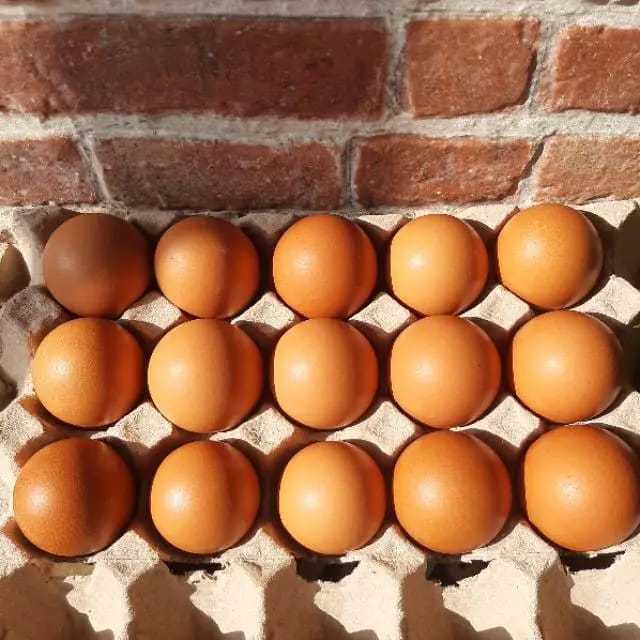 

Telur Negeri Omega [15 pcs]