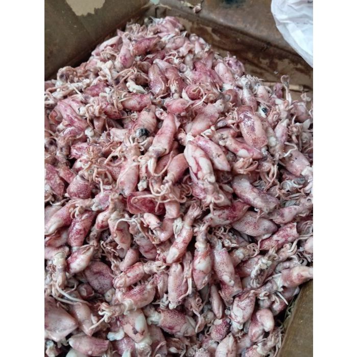 

Cumi Asin/ Baby Cumi/ Cumi Kering/ Bahan Sambal/ Teman Nasi/ Bahan Baku/ Cumi Berkualitas Tinggi/ Cumi Premium