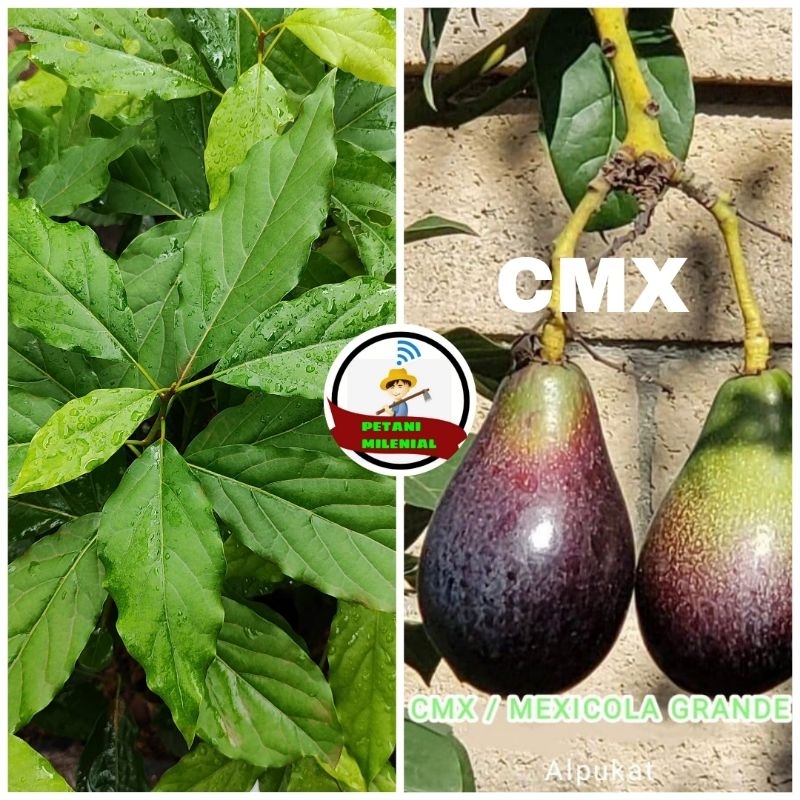 

BIBIT ALPUKAT IMPORT CMX MEXICOLA GRANDE