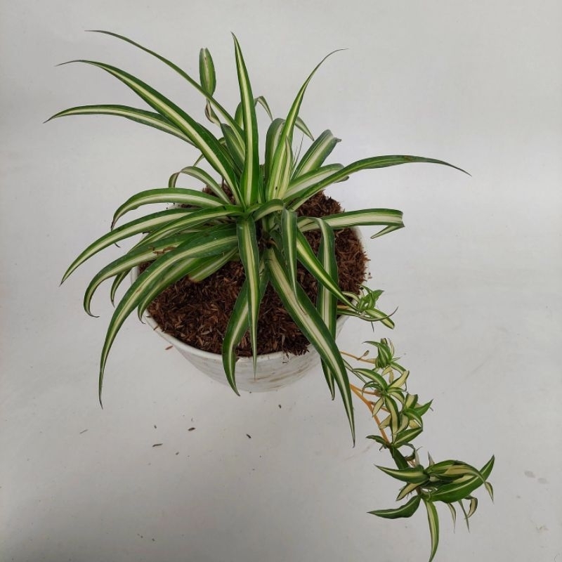 tananaman juntai spider plant atau es lilin