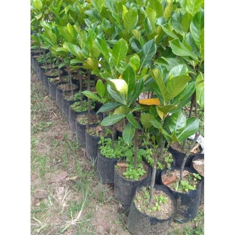 Bibit nangka madu okulasi