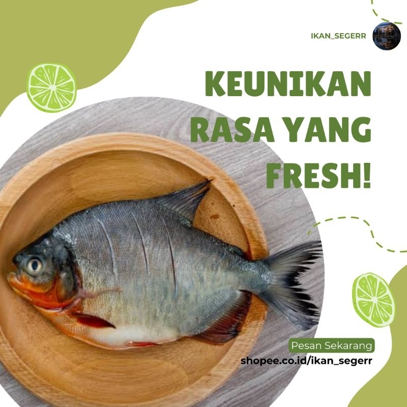 ikan bawal hidup segar fresh