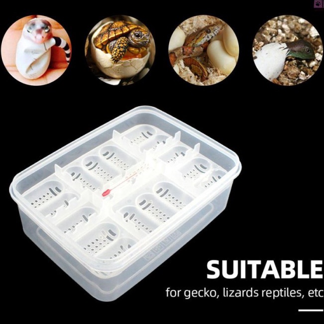 Flash Deals  16 Reptile Egg Tray Tempat Telur BD Gecko Snake Incubator Box  Thermo
