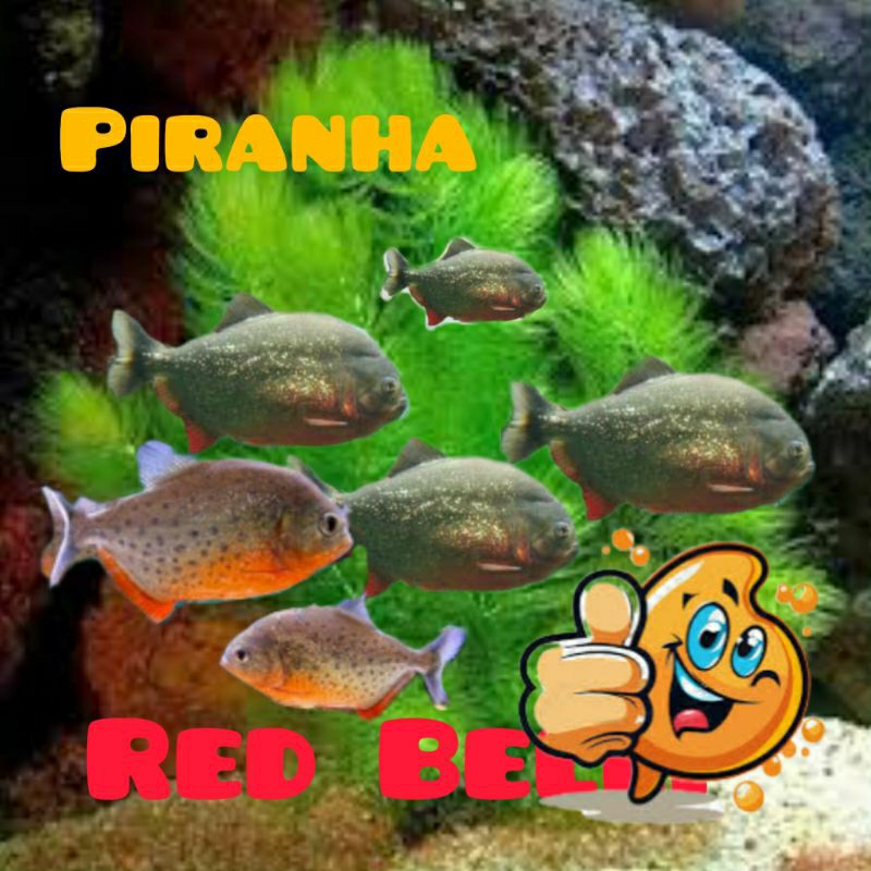 Dekorasi akuarium Piranha Red Belly jinakkan paket 6 ekor