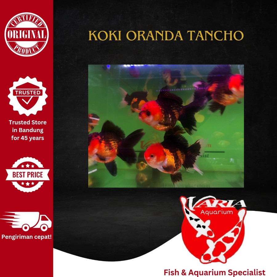 Ikan Hias Mas Koki Oranda Tancho Ikan Hias Aquarium Koki Oranda Tancho