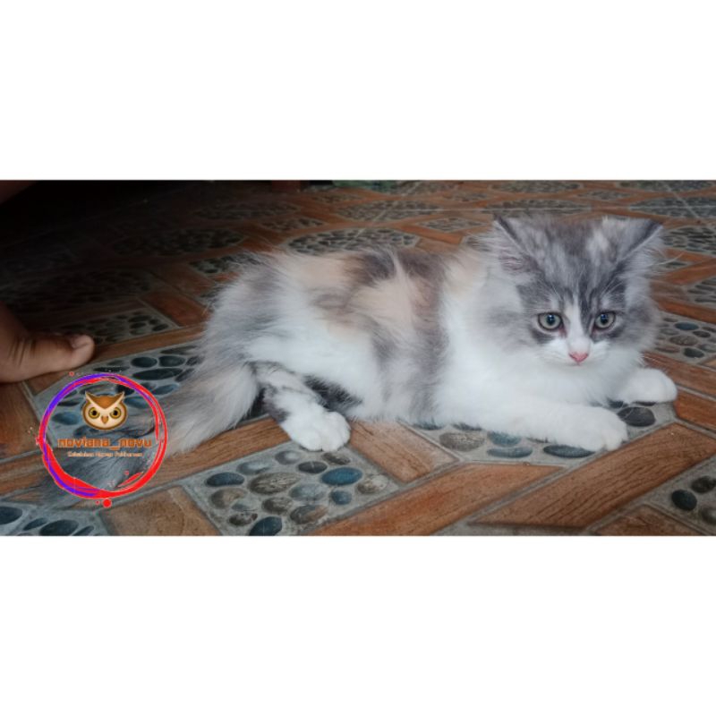 ANAK KUCING PERSIA MEDIUM RED TABBY SUDAH DISAPIH