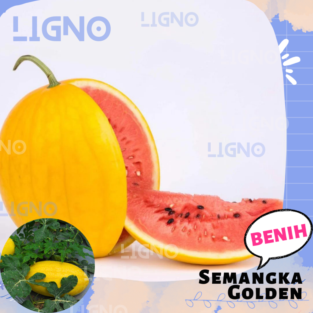 Benih SEMANGKA KULIT KUNING Daging Merah Biji Buah