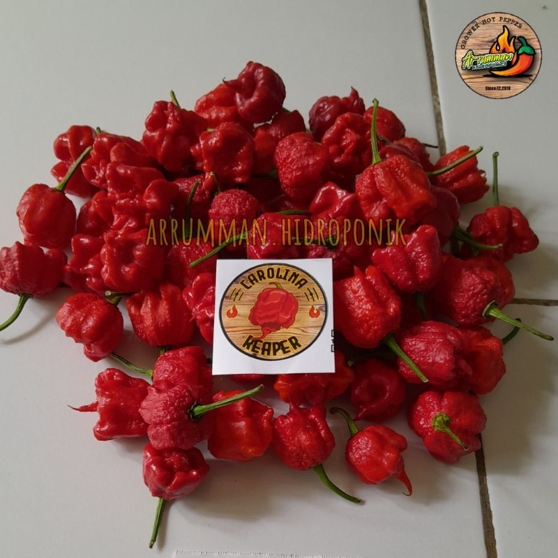 

BUAH Segar Cabe CAROLINA REAPER isi 250 Gram