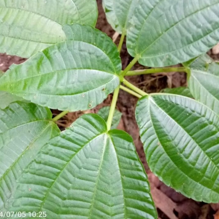 

Daun Pohpohan Segar 1 kg