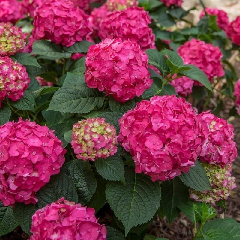 Tanaman pancawarna Import - Hortensia - hydrangea