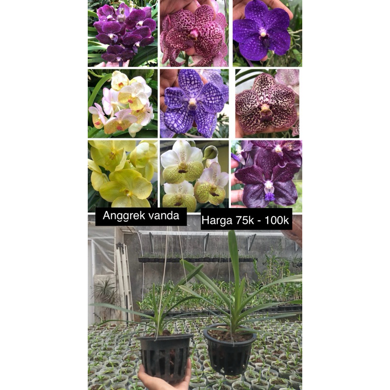 vanda jumbo thailand