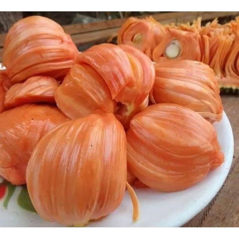 Bibit Nangka Merah, Nangka Madu Merah, Nangka Merah Mini Hibrida