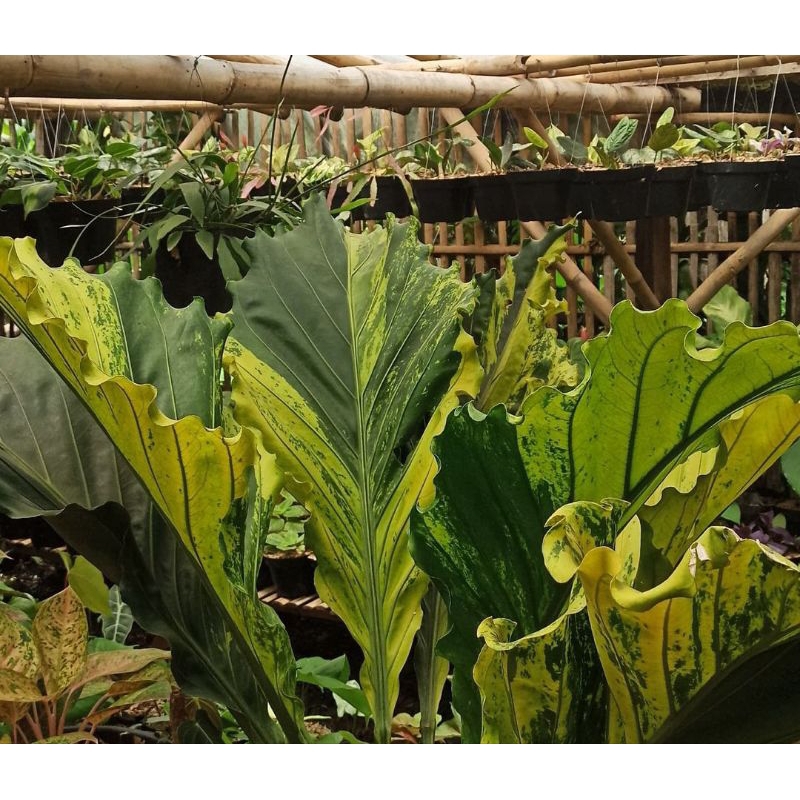 Tanaman Hias Anthurium Plowmanii Variegata (gelcin var)