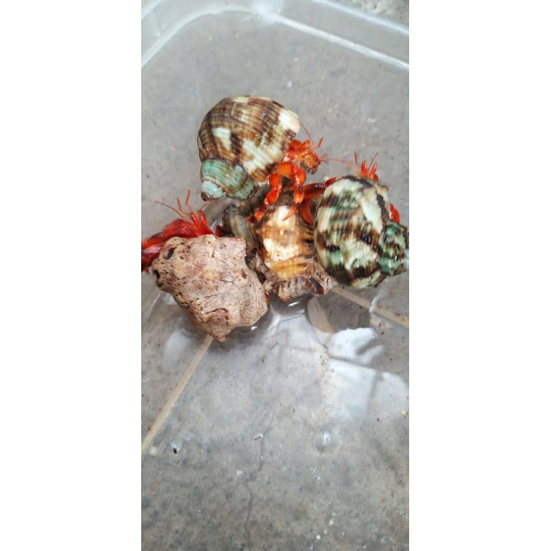 Kelomang strawberry dark perlatus 3 pcs