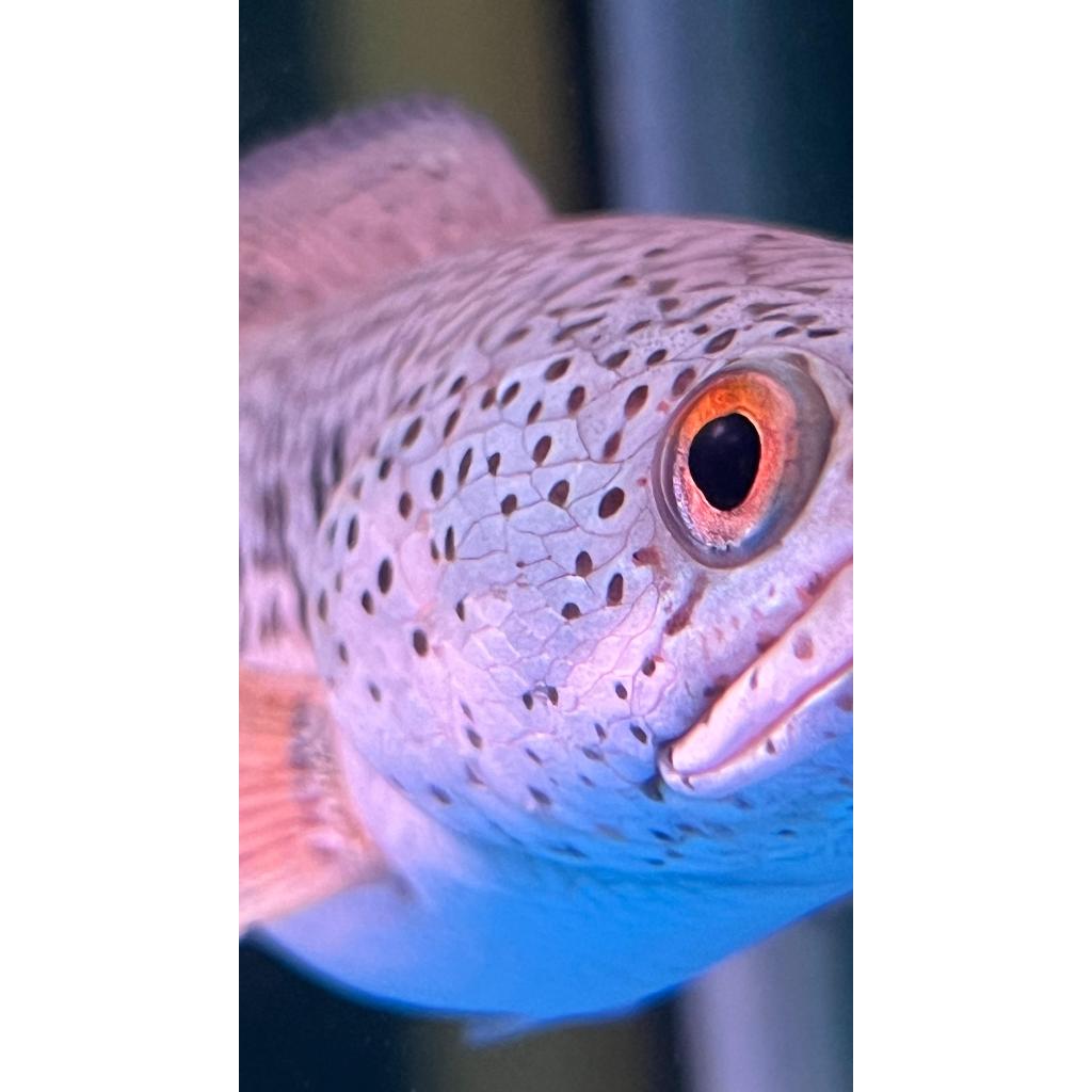 ady78 PELET MARKING Katak X Cacing Merah Pelet Katak Dorpol Channa Auranti Pelet ikan channa